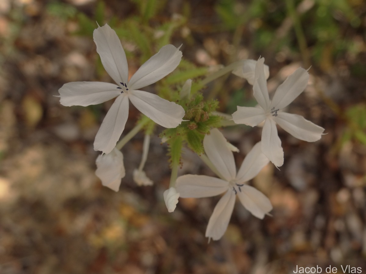 Plumbago zeylanica L.